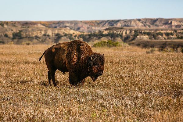 Sienda, Jolly 아티스트의 Theodore Roosevelt National Park-North Dakota-USA Badlands bison작품입니다.